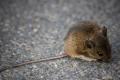 К чему снятся большие и маленькие мыши: толкование в сонниках